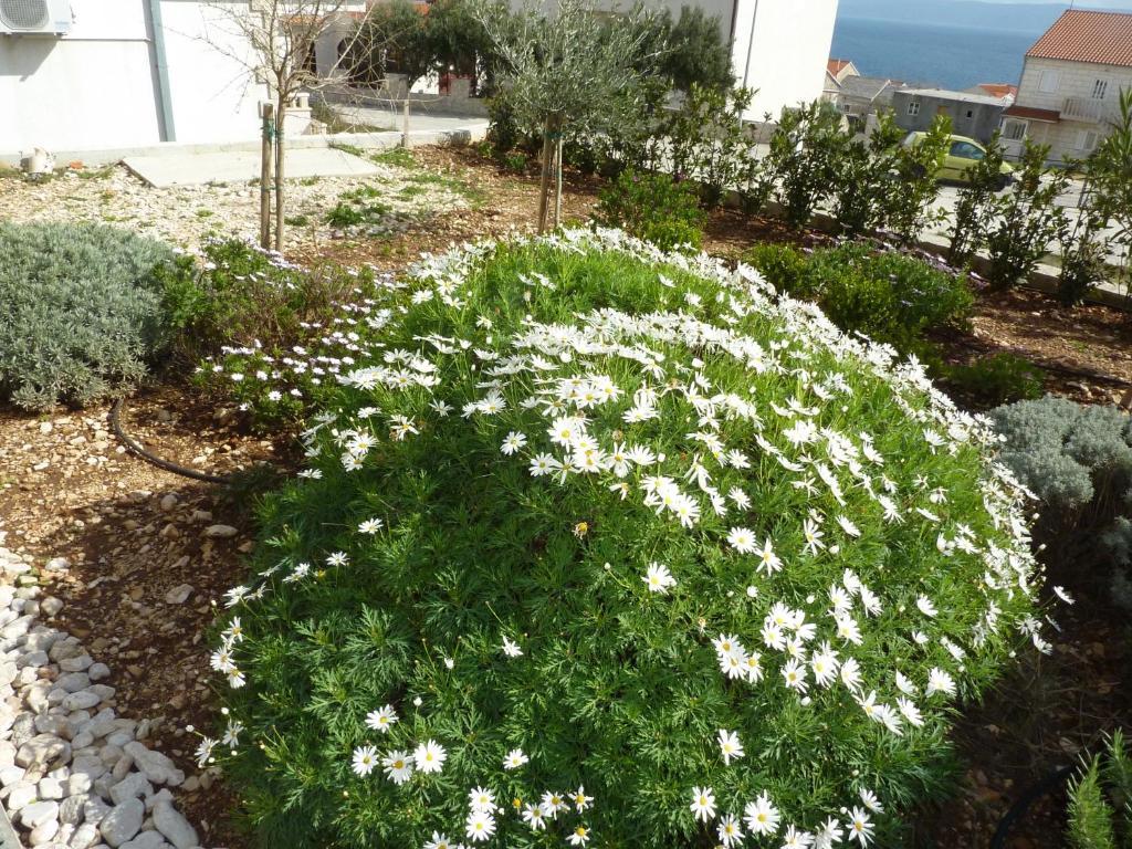 Apartments Lovely Croatia Бол Екстер'єр фото